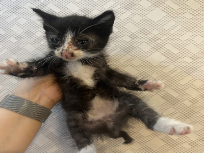 [고양이] 믹스묘 부산-해운대-2025-00176 유기동물 배경 이미지 입니다.